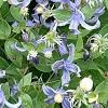 Clematis integrifolia 'Olgae', habit