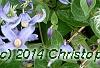 Clematis integrifolia 'Olgae', habit
