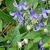 Clematis integrifolia 'Olgae', habit