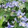 Clematis integrifolia 'Olgae', habit
