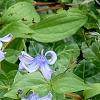 Clematis integrifolia 'Olgae', habit