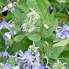 Clematis integrifolia 'Olgae', habit