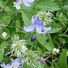 Clematis integrifolia 'Olgae', habit
