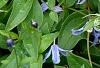 Clematis integrifolia 'Olgae', habit