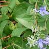 Clematis integrifolia 'Olgae', habit