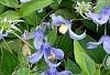 Clematis integrifolia 'Olgae', habit