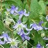 Clematis integrifolia 'Olgae', habit