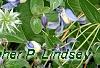 Clematis integrifolia 'Olgae', habit