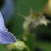 Clematis integrifolia 'Olgae', flowers