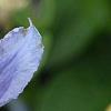 Clematis integrifolia 'Olgae', flowers