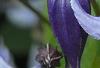 Clematis integrifolia 'Olgae', flowers