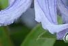 Clematis integrifolia 'Olgae', flowers