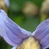 Clematis integrifolia 'Olgae', flowers