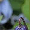 Clematis integrifolia 'Olgae', flowers