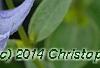 Clematis integrifolia 'Olgae', flowers
