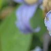 Clematis integrifolia 'Olgae', flowers