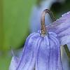 Clematis integrifolia 'Olgae', flowers
