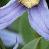 Clematis integrifolia 'Olgae', flowers