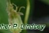 Clematis integrifolia 'Olgae', flowers