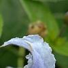 Clematis integrifolia 'Olgae', flowers