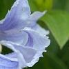 Clematis integrifolia 'Olgae', flowers