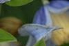 Clematis integrifolia 'Olgae', flowers