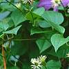 Clematis 'Jackmanii', flowers