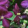 Clematis 'Jackmanii', flowers