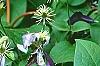 Clematis 'Jackmanii', flowers