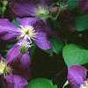 Clematis 'Jackmanii', flowers
