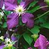 Clematis 'Jackmanii', flowers
