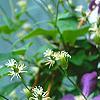 Clematis 'Jackmanii', flowers