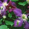 Clematis 'Jackmanii', flowers