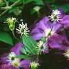 Clematis 'Jackmanii', flowers