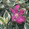 Clematis 'Margot Koster', flowers