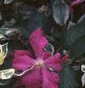 Clematis 'Margot Koster', flowers
