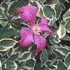 Clematis 'Margot Koster', flowers