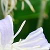 Clematis 'Mrs. Robert Brydon', flowers