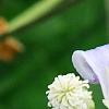 Clematis 'Mrs. Robert Brydon', flowers