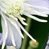 Clematis 'Mrs. Robert Brydon', flowers