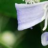 Clematis 'Mrs. Robert Brydon', flowers