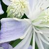 Clematis 'Mrs. Robert Brydon', flowers