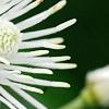 Clematis 'Mrs. Robert Brydon', flowers