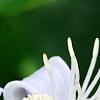 Clematis 'Mrs. Robert Brydon', flowers