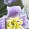 Clematis 'Mrs. Robert Brydon', flowers