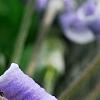 Clematis 'Mrs. Robert Brydon', flowers