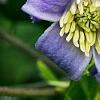 Clematis 'Mrs. Robert Brydon', flowers