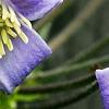 Clematis 'Mrs. Robert Brydon', flowers