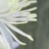 Clematis 'Mrs. Robert Brydon', flowers