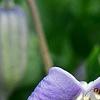 Clematis 'Mrs. Robert Brydon', flowers